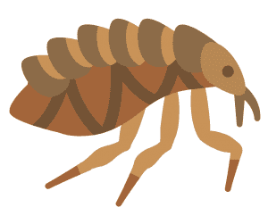 fleas